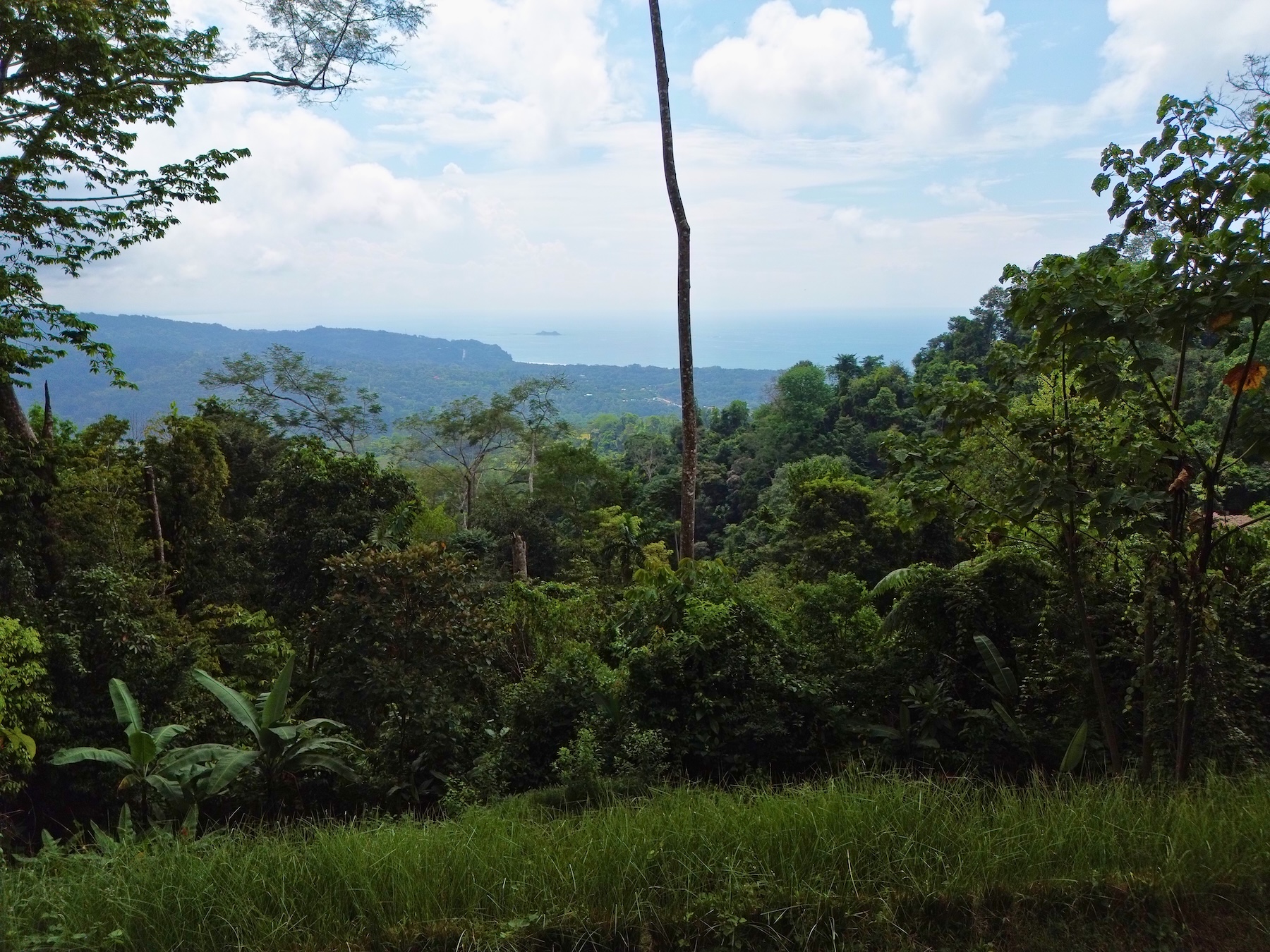 FLAT LAND WITH OCEAN VIEWS AND JUNGLE SURROUNDINGS, IN UVITA – 1.2 ACRES