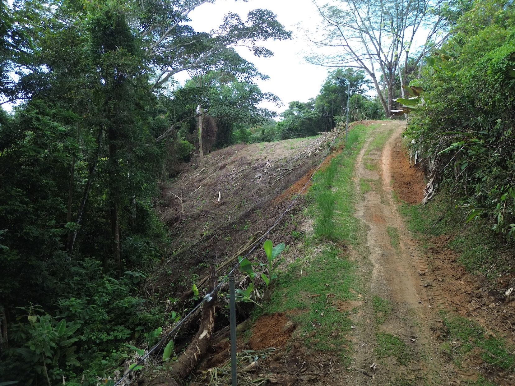 PRIVATE LAND SURROUNDED BY JUNGLE BETWEEN UVITA AND OJOCHAL – 3.07 ACRES