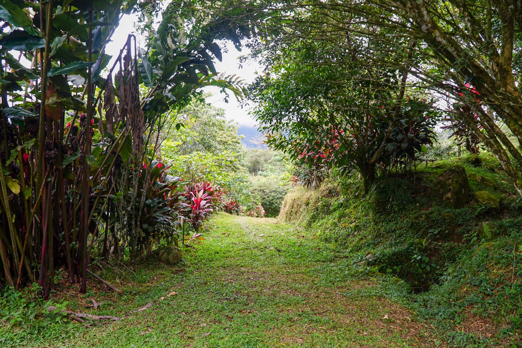MOUNTAIN ESTATE WITH AGRICULTURAL PRODUCTION AND ECO-FRIENDLY HOUSE, IN ZAPOTAL PEREZ ZELEDON