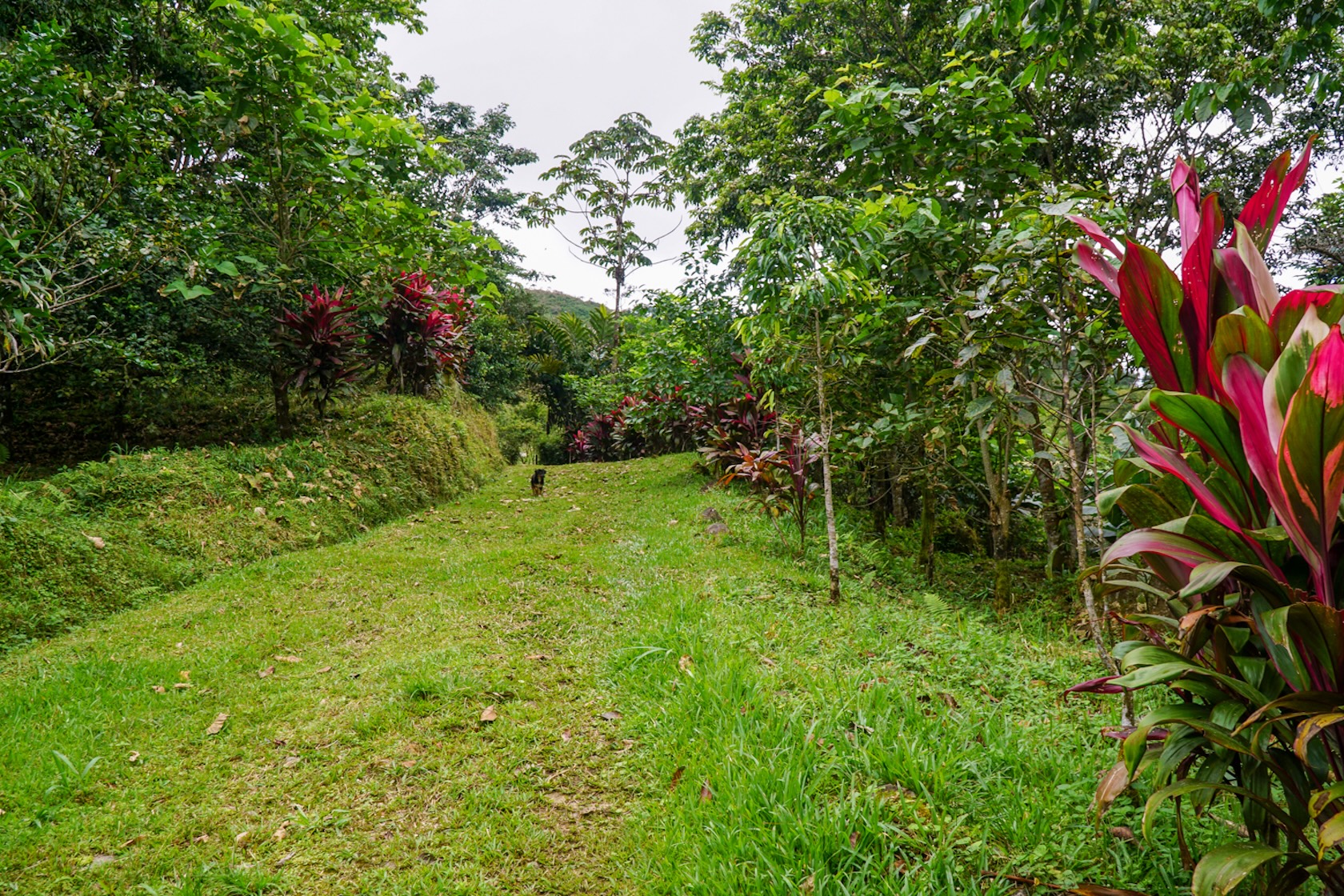 MOUNTAIN ESTATE WITH AGRICULTURAL PRODUCTION AND ECO-FRIENDLY HOUSE, IN ZAPOTAL PEREZ ZELEDON