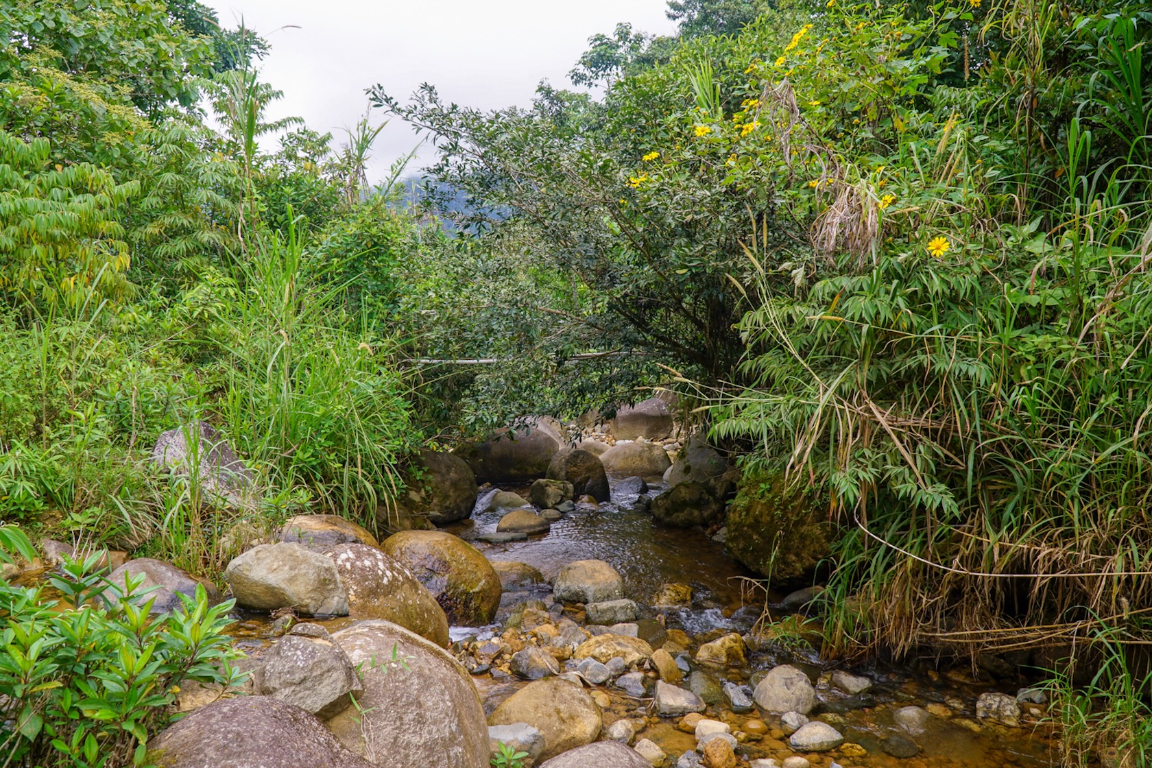 MOUNTAIN ESTATE WITH AGRICULTURAL PRODUCTION AND ECO-FRIENDLY HOUSE, IN ZAPOTAL PEREZ ZELEDON