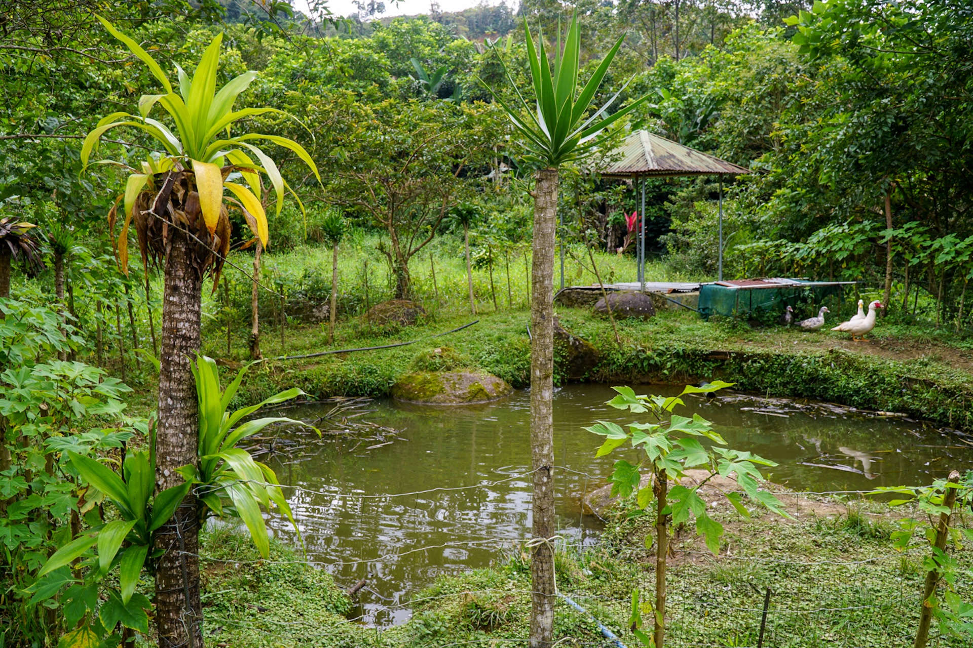 MOUNTAIN ESTATE WITH AGRICULTURAL PRODUCTION AND ECO-FRIENDLY HOUSE, IN ZAPOTAL PEREZ ZELEDON