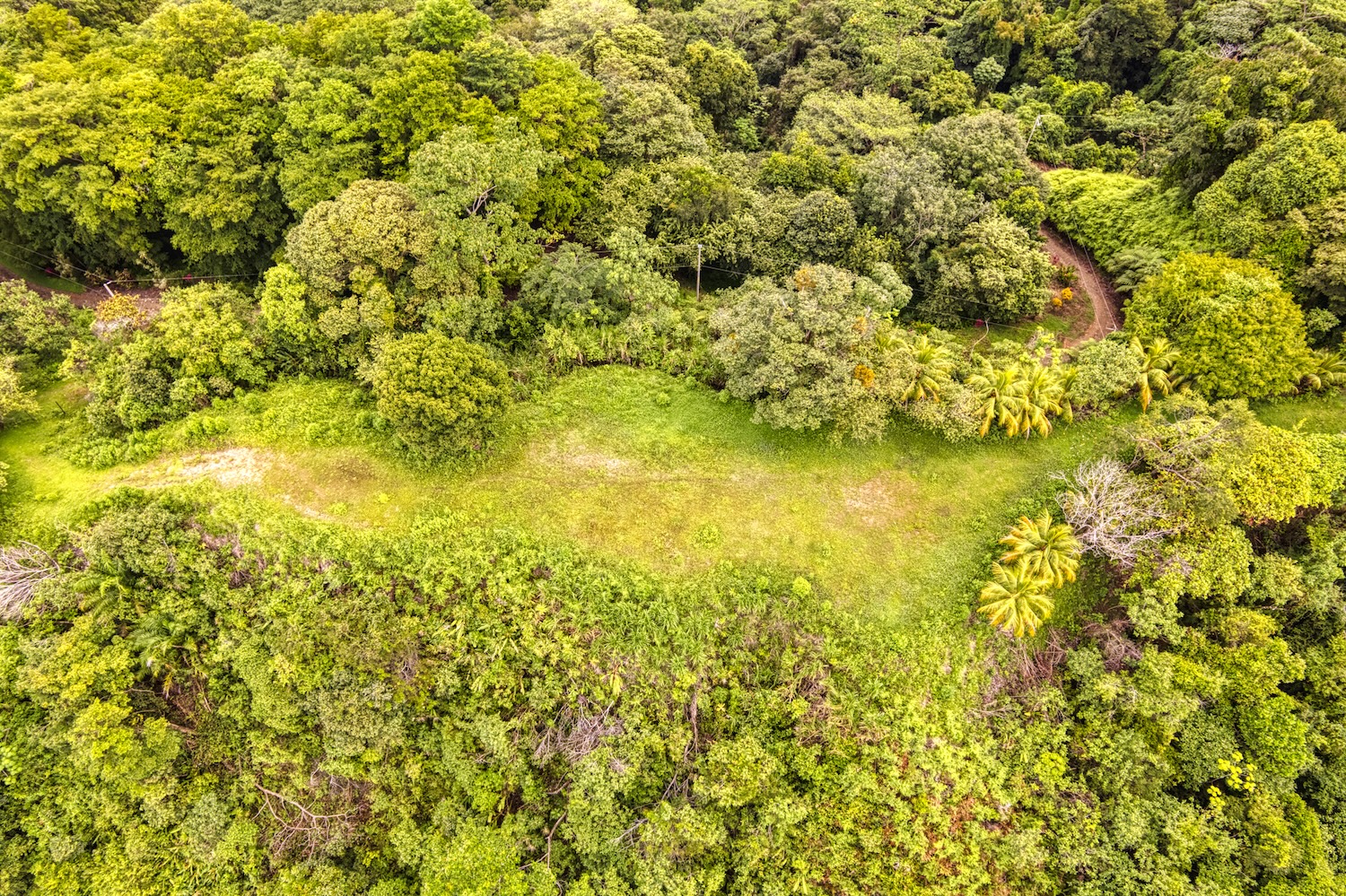 LOT 5 TROPICAL LAND WITH A BUILDABLE PLATFORM AND FRUIT TREES, IN CORONADO TRES RÍOS – 1.75 ACRES