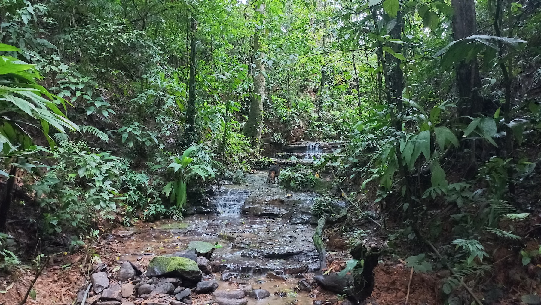 NATURAL RETREAT WITH THREE BEDROOMS IN TINAMASTES WITH A YEAR-ROUND STREAM AND DEVELOPMENT POTENTIAL – 3.5 ACRES