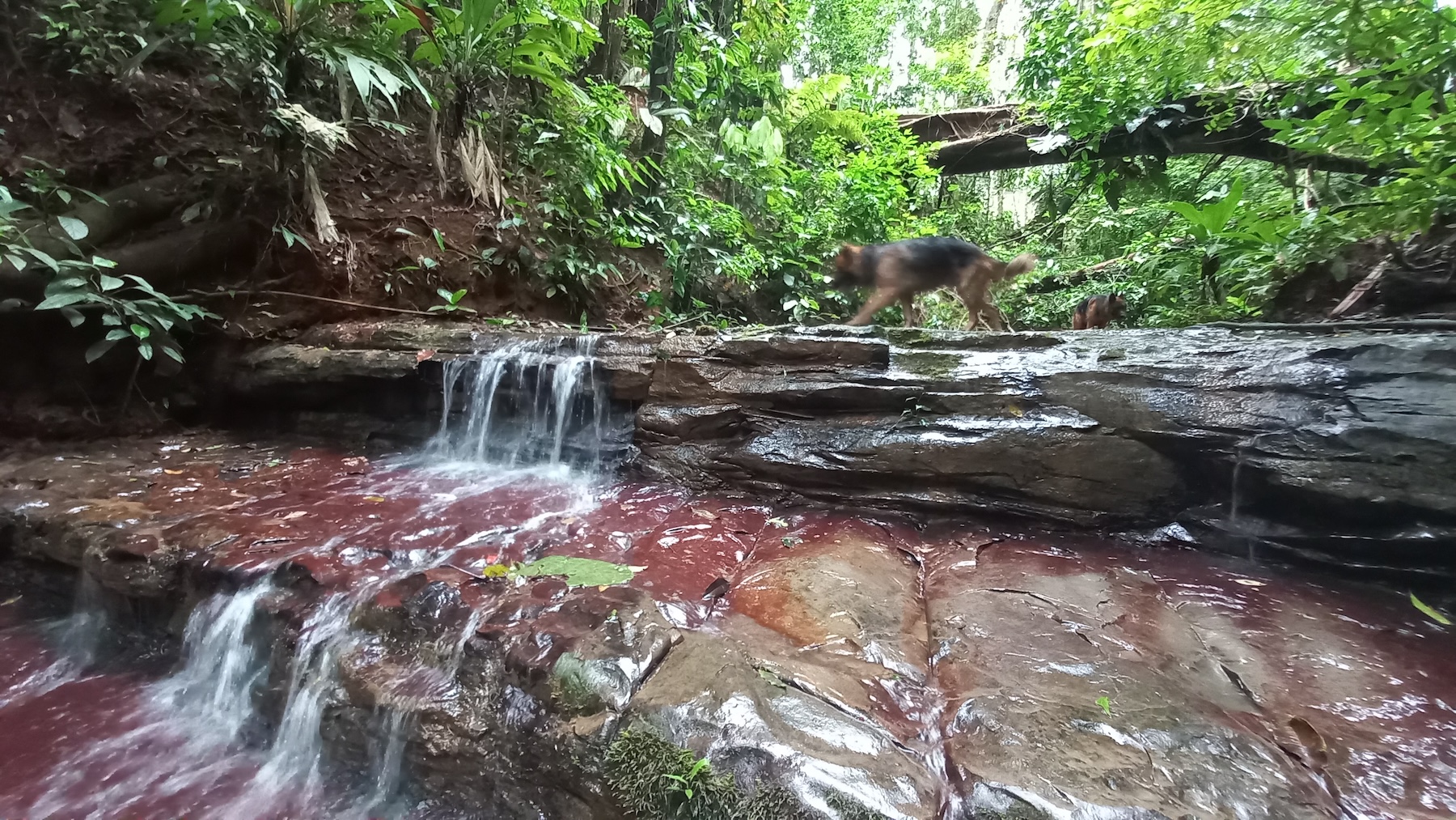 NATURAL RETREAT WITH THREE BEDROOMS IN TINAMASTES WITH A YEAR-ROUND STREAM AND DEVELOPMENT POTENTIAL – 3.5 ACRES