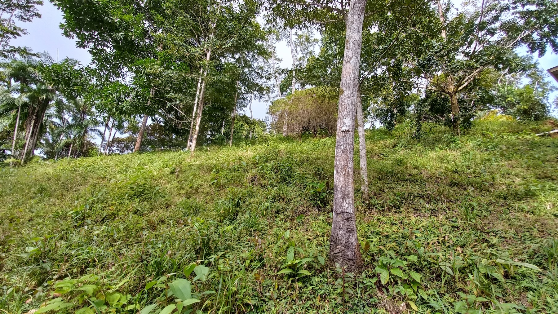 NATURAL RETREAT WITH THREE BEDROOMS IN TINAMASTES WITH A YEAR-ROUND STREAM AND DEVELOPMENT POTENTIAL – 3.5 ACRES