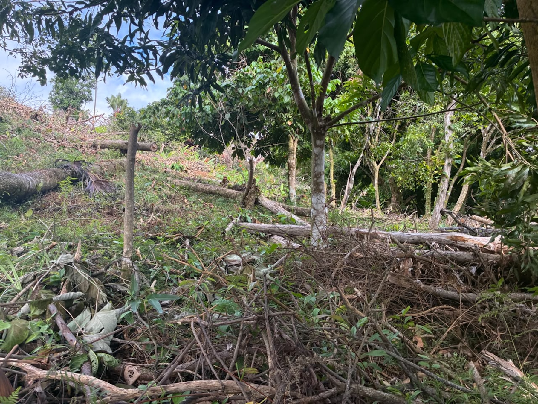 LOT WITH PANORAMIC OCEAN VIEWS, CAÑO ISLAND, AND WHALE ROCK, IN OJOCHAL