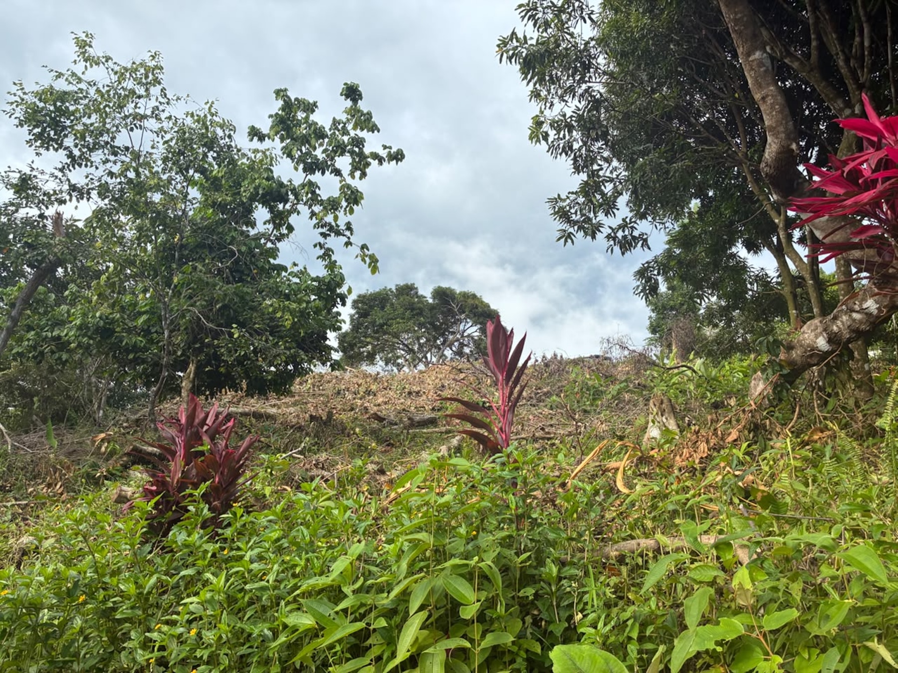 LOT WITH PANORAMIC OCEAN VIEWS, CAÑO ISLAND, AND WHALE ROCK, IN OJOCHAL
