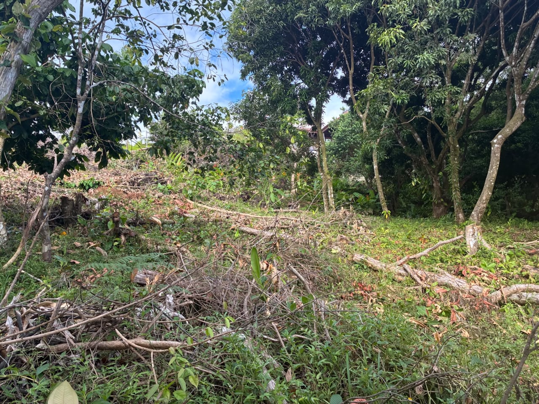 LOT WITH PANORAMIC OCEAN VIEWS, CAÑO ISLAND, AND WHALE ROCK, IN OJOCHAL