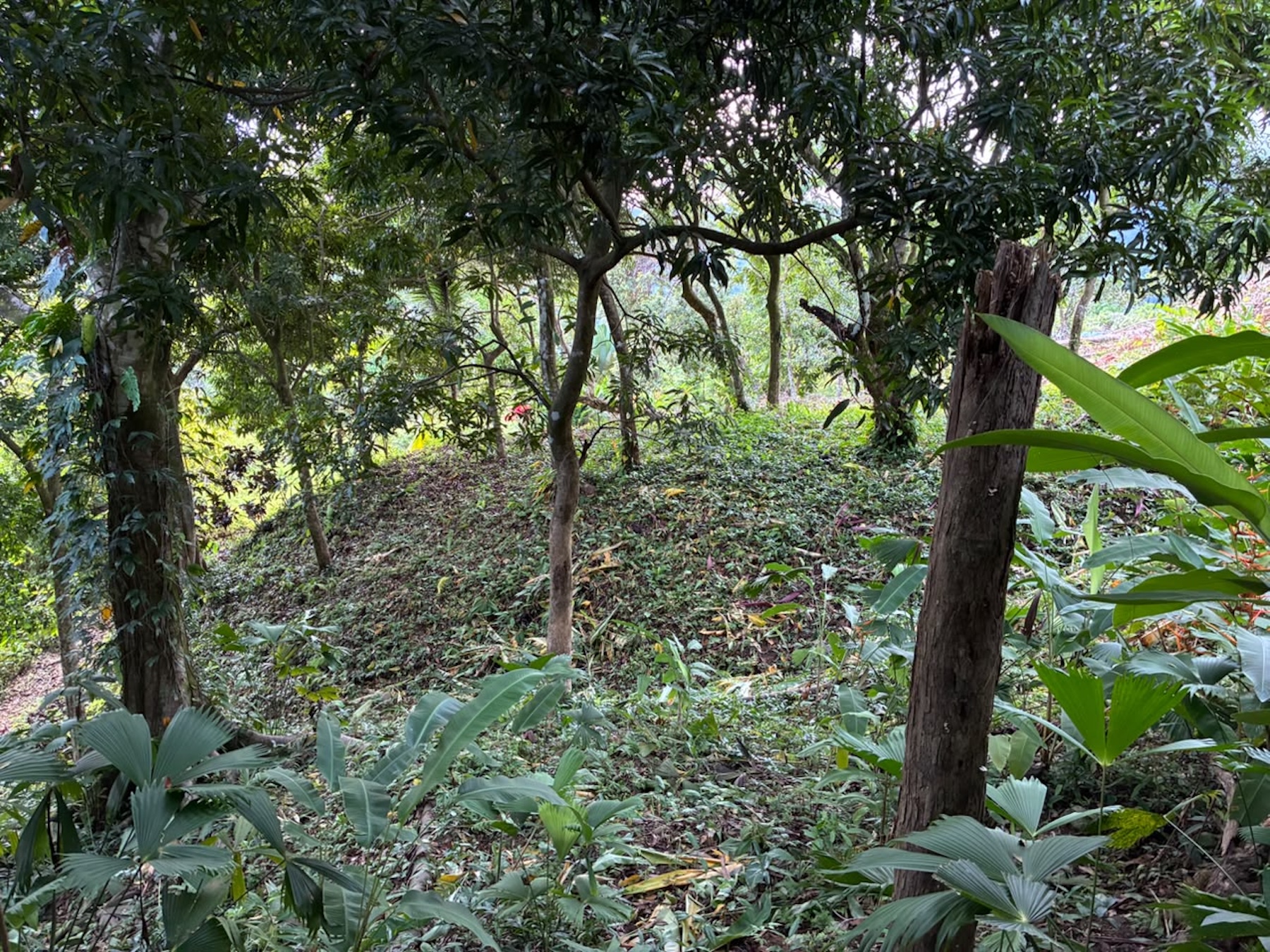 LOT WITH PANORAMIC OCEAN VIEWS, CAÑO ISLAND, AND WHALE ROCK, IN OJOCHAL
