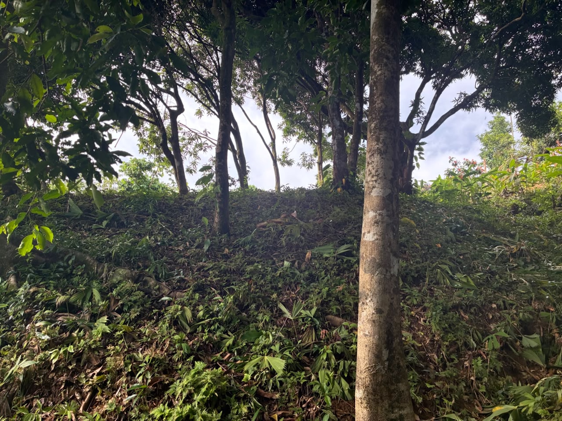 LOT WITH PANORAMIC OCEAN VIEWS, CAÑO ISLAND, AND WHALE ROCK, IN OJOCHAL