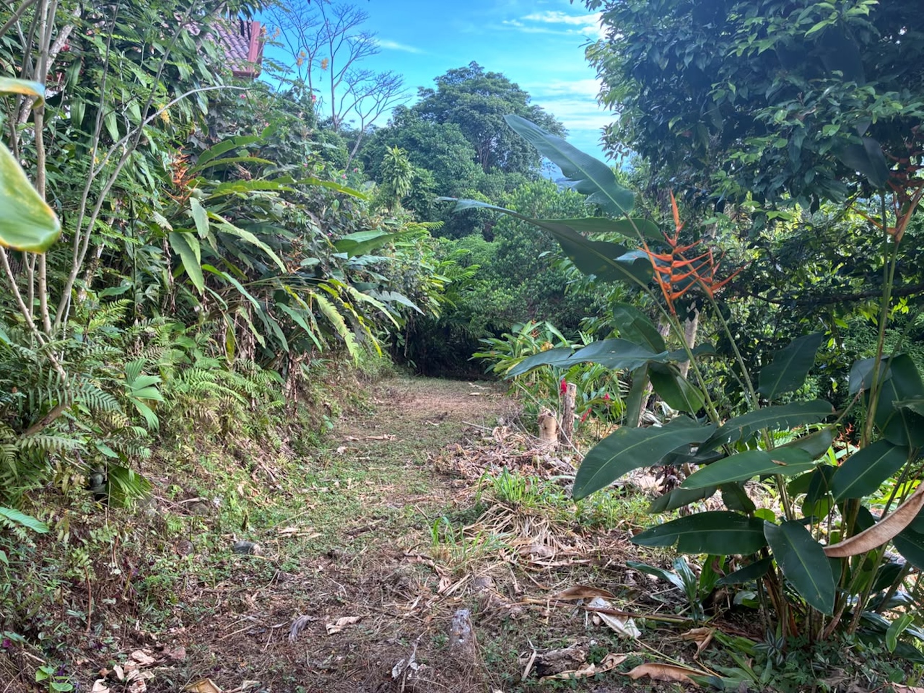 LOT WITH PANORAMIC OCEAN VIEWS, CAÑO ISLAND, AND WHALE ROCK, IN OJOCHAL