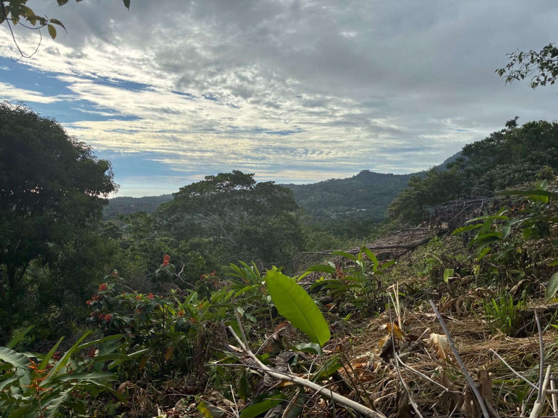 LOT WITH PANORAMIC OCEAN VIEWS, CAÑO ISLAND, AND WHALE ROCK, IN OJOCHAL