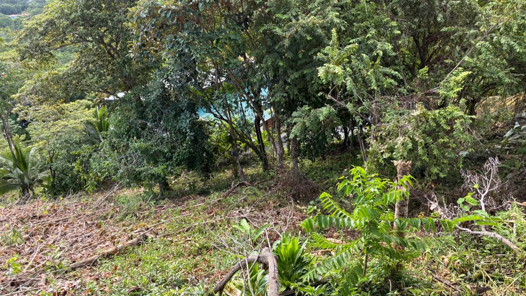 LOT WITH PANORAMIC OCEAN VIEWS, CAÑO ISLAND, AND WHALE ROCK, IN OJOCHAL