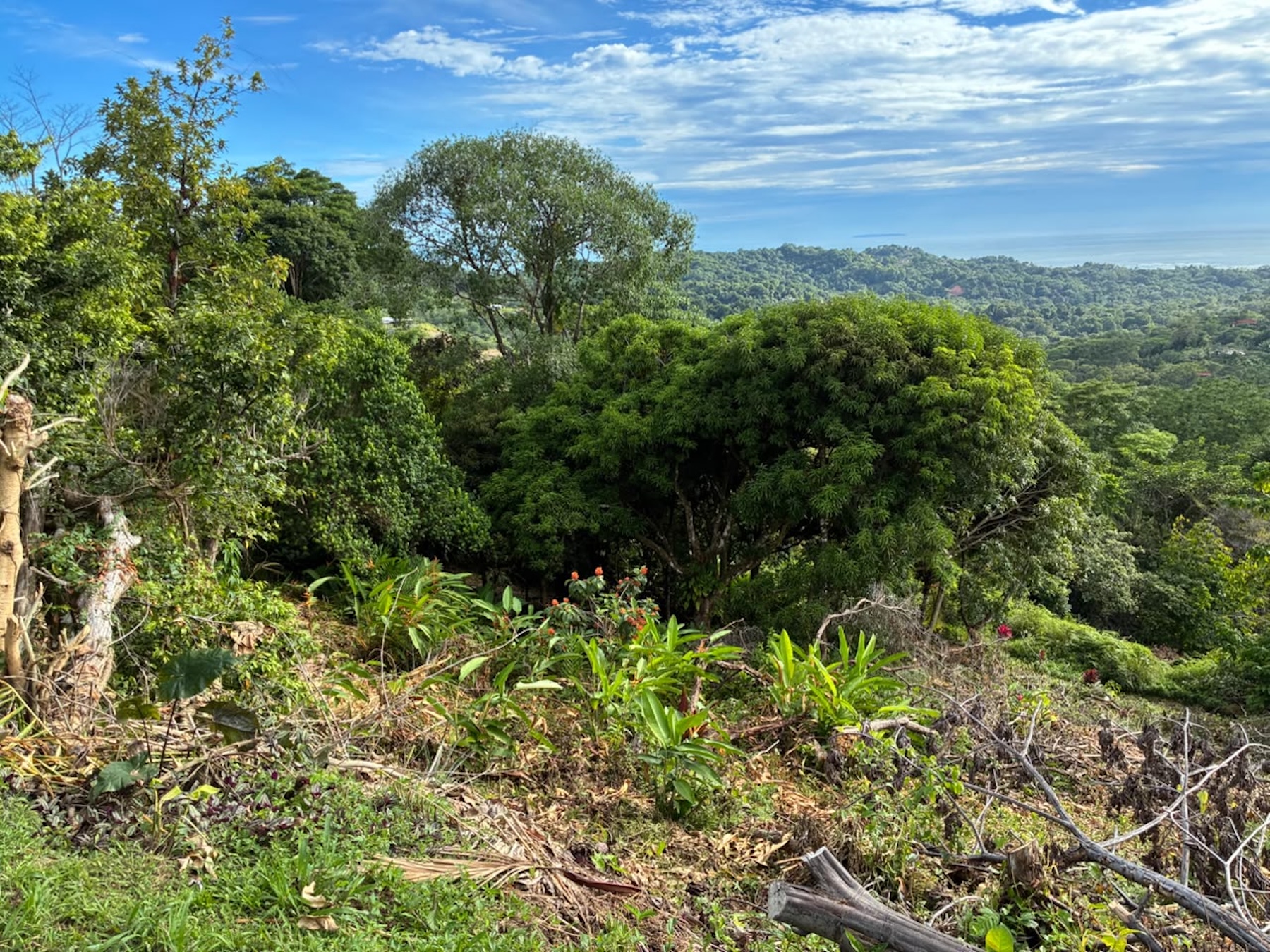 LOT WITH PANORAMIC OCEAN VIEWS, CAÑO ISLAND, AND WHALE ROCK, IN OJOCHAL