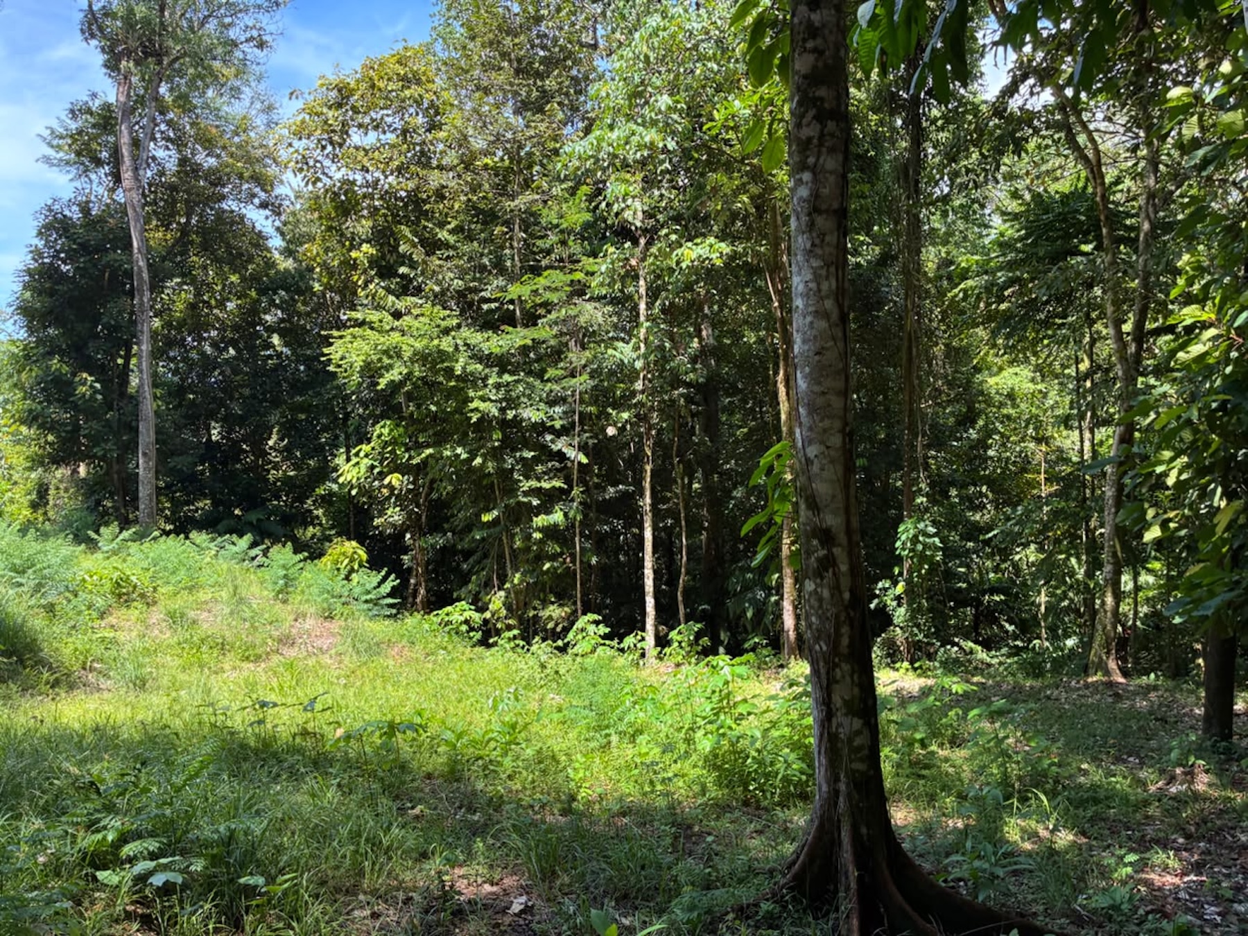 LAND WITH PACIFIC OCEAN VIEWS, IN THE MOUNTAINS OF UVITA LAS BRISAS – 1.7 ACRES