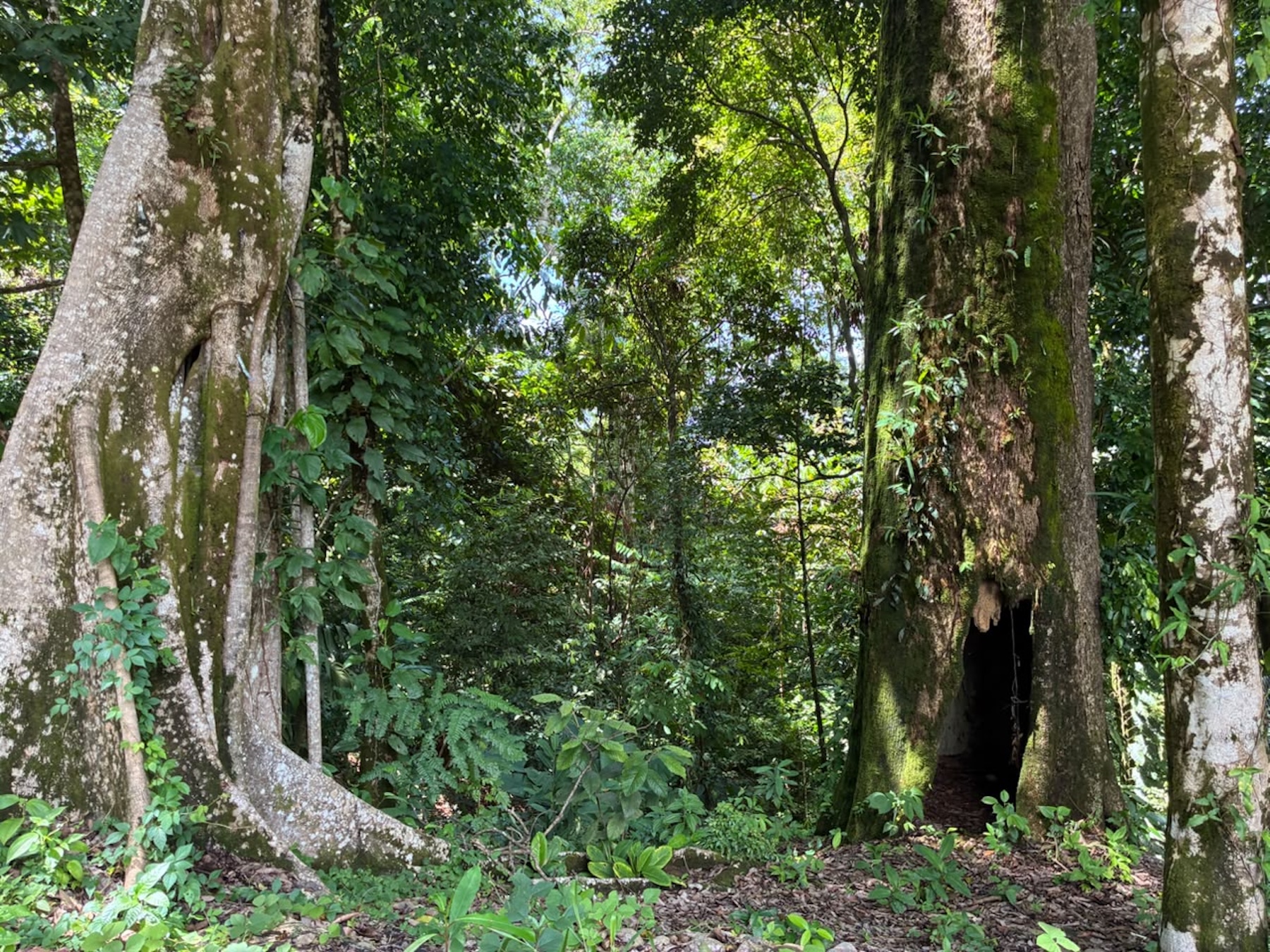 LAND WITH PACIFIC OCEAN VIEWS, IN THE MOUNTAINS OF UVITA LAS BRISAS – 1.7 ACRES