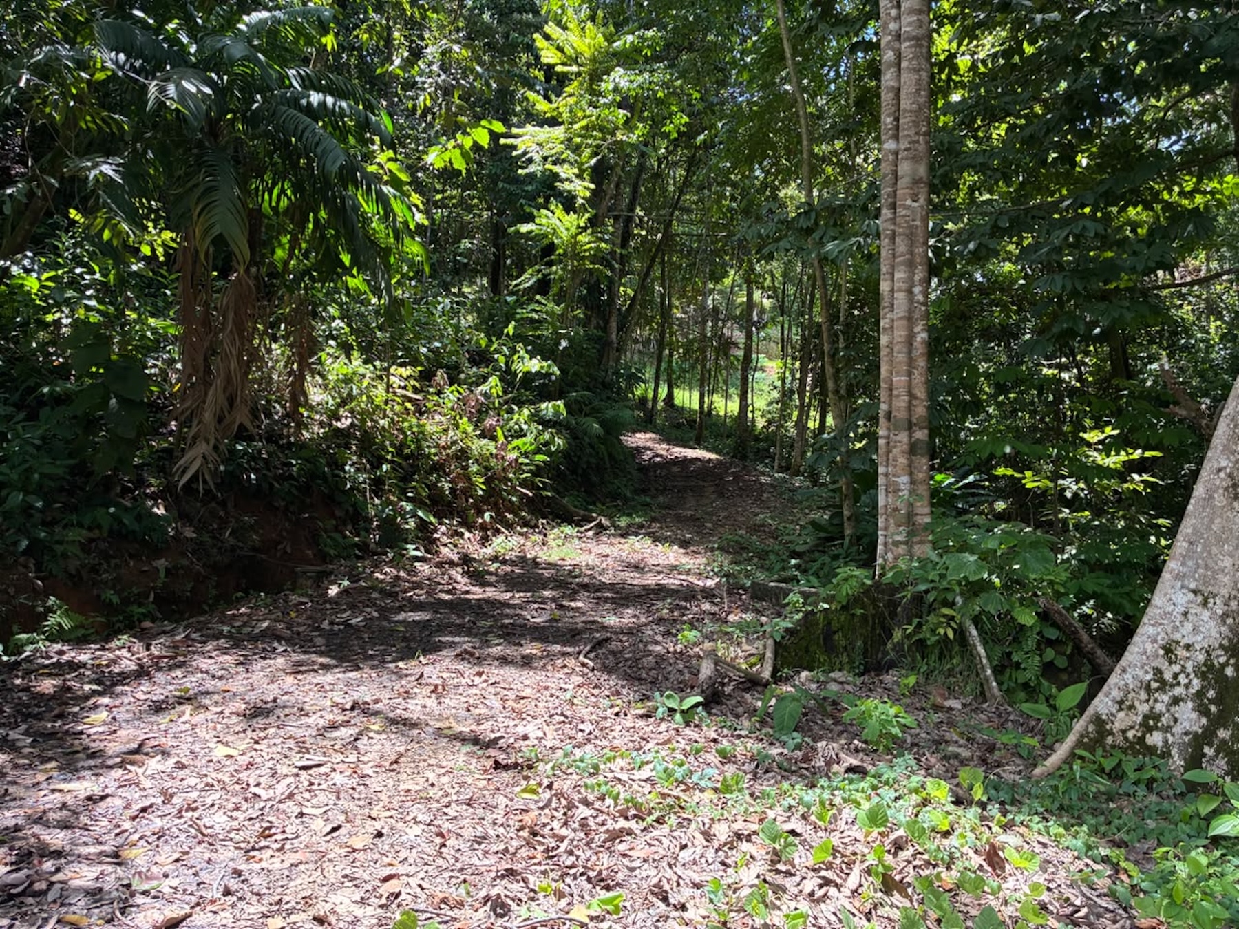 LAND WITH PACIFIC OCEAN VIEWS, IN THE MOUNTAINS OF UVITA LAS BRISAS – 1.7 ACRES