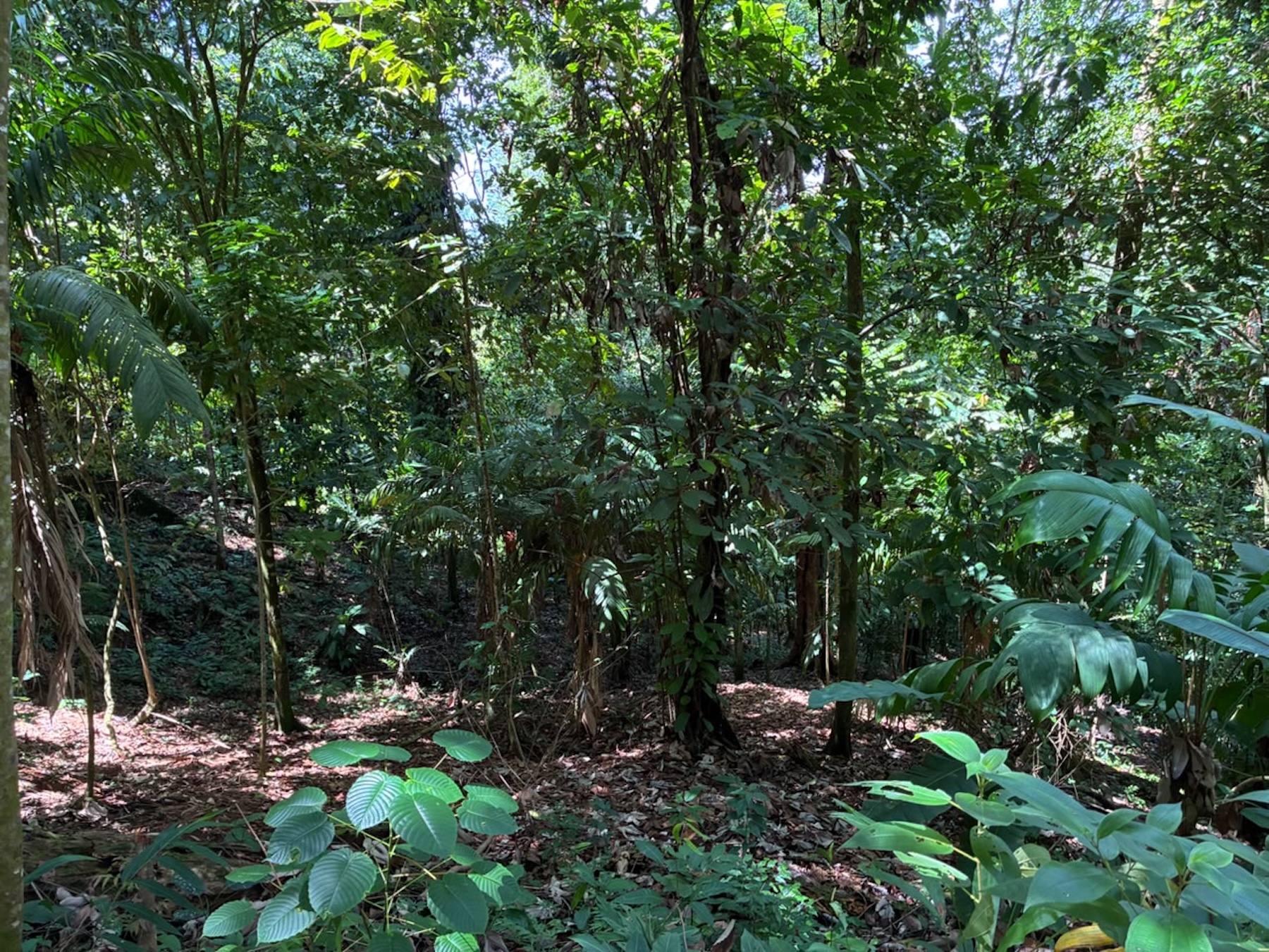 LAND WITH PACIFIC OCEAN VIEWS, IN THE MOUNTAINS OF UVITA LAS BRISAS – 1.7 ACRES