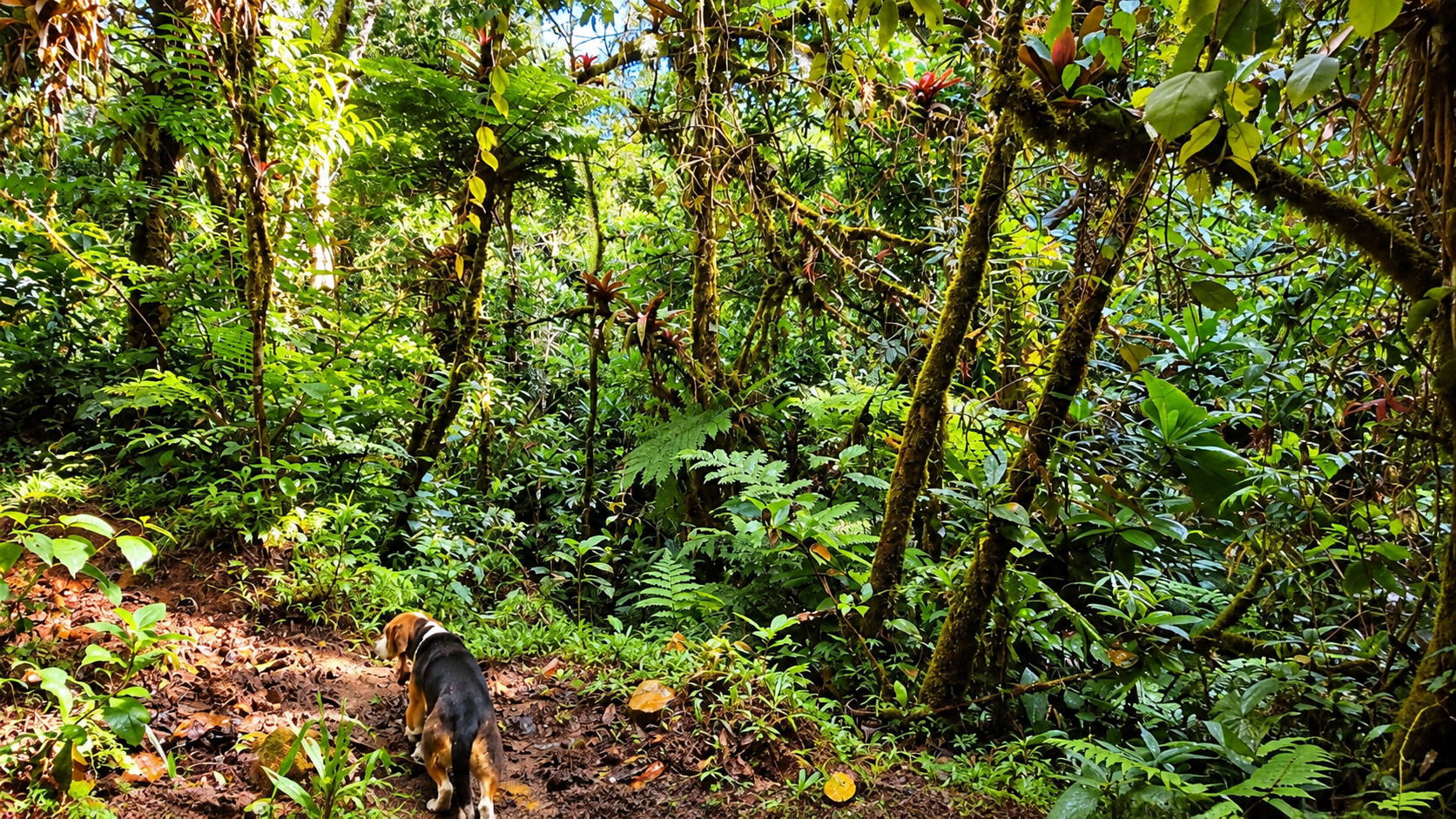55.8-ACRE MOUNTAIN & OCEAN VIEW FARM WITH WATERFALL AND YEAR-ROUND WATER SOURCES – SAN ANTONIO DE RÍO NUEVO
