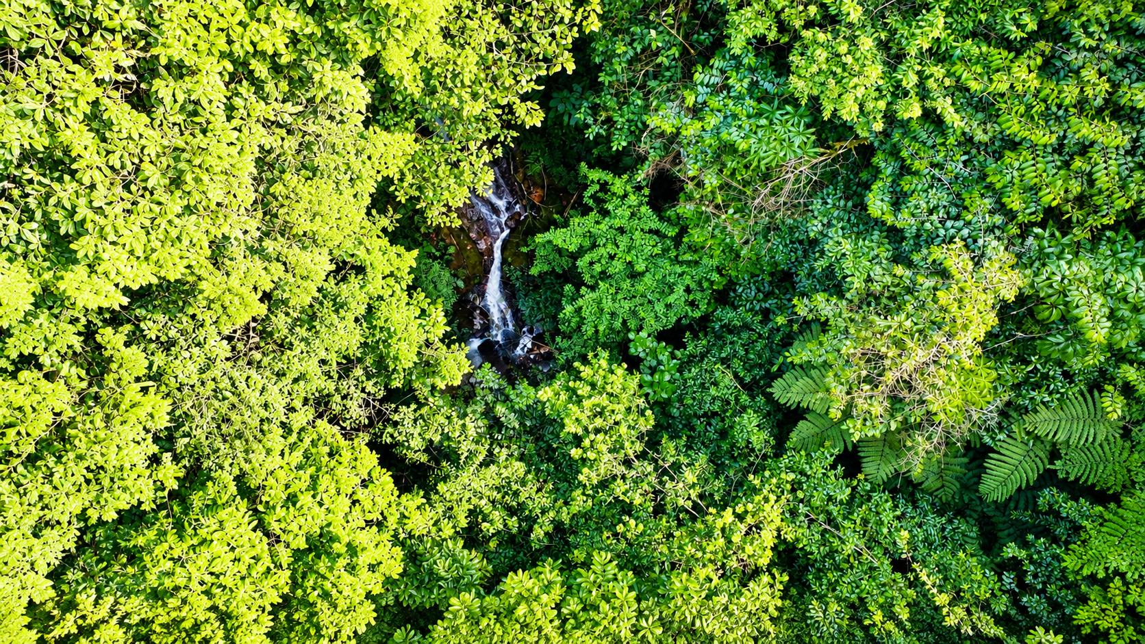 55.8-ACRE MOUNTAIN & OCEAN VIEW FARM WITH WATERFALL AND YEAR-ROUND WATER SOURCES – SAN ANTONIO DE RÍO NUEVO