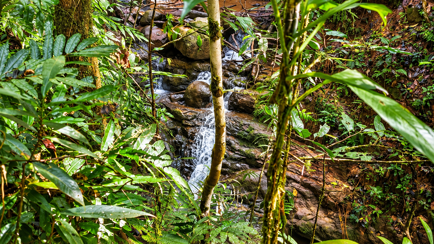 55.8-ACRE MOUNTAIN & OCEAN VIEW FARM WITH WATERFALL AND YEAR-ROUND WATER SOURCES – SAN ANTONIO DE RÍO NUEVO