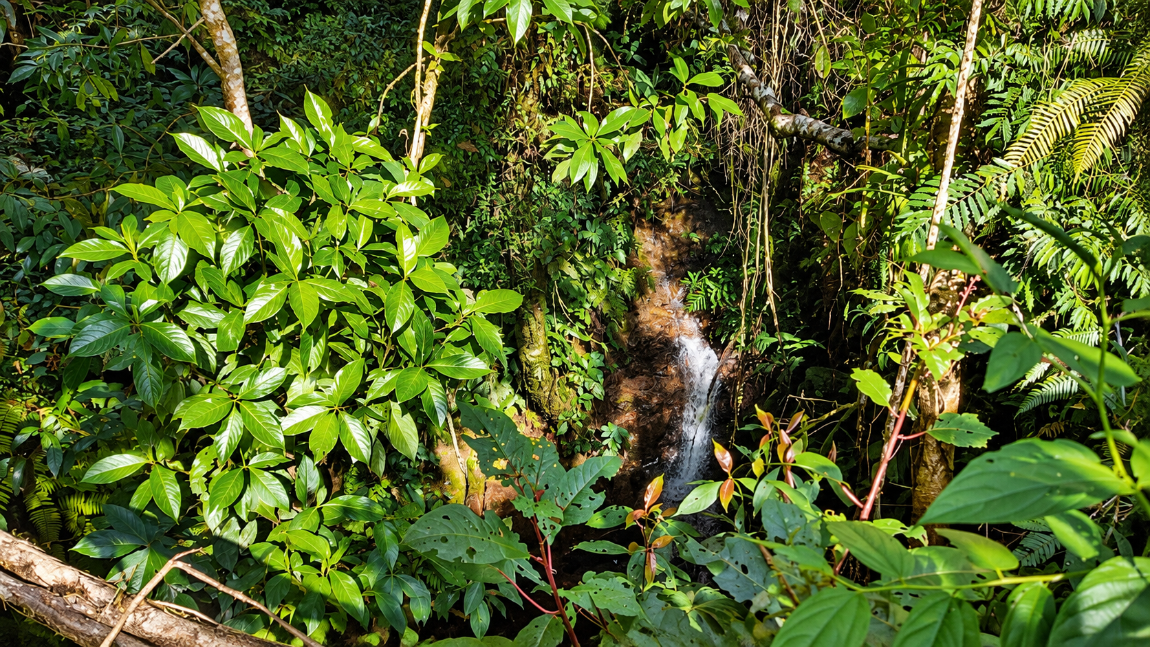 55.8-ACRE MOUNTAIN & OCEAN VIEW FARM WITH WATERFALL AND YEAR-ROUND WATER SOURCES – SAN ANTONIO DE RÍO NUEVO
